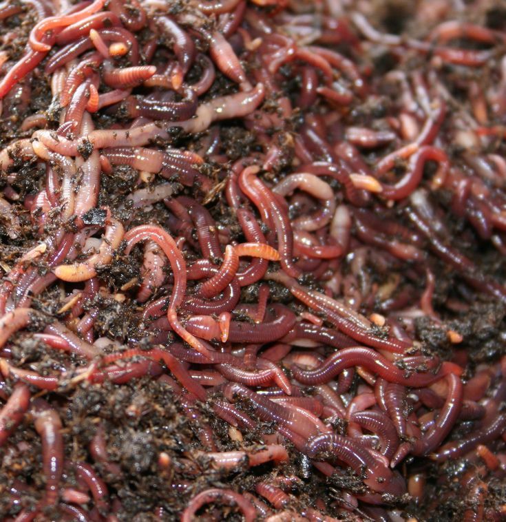Red Wiggler Composting Worms / Bait Fishing 1 Pound