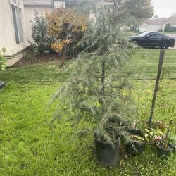 Tengo Este Pino Disposable En Maceta De 5 Galones Grande 