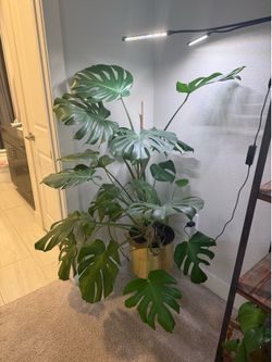 5’ Monstera deliciosa with grow light