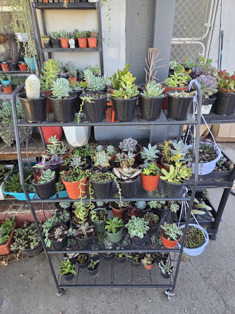 Succulents