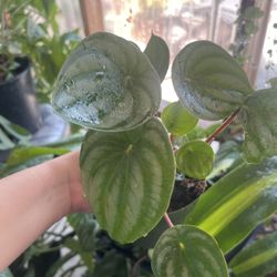 Watermelon Peperomia Plants
