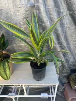 Dracaena