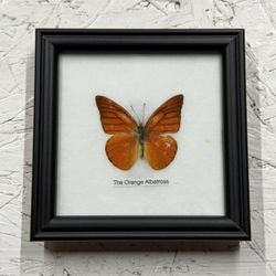 Orange Albatross Butterfly In Frame