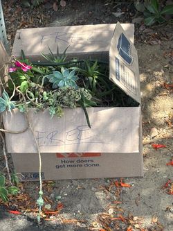 Free catus and succulents