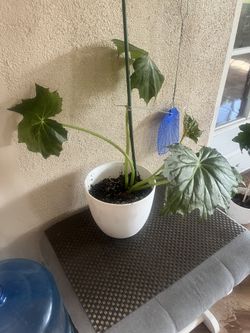 Planta