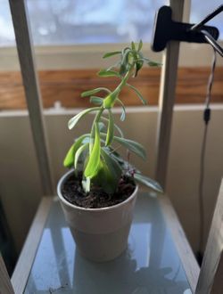 Palmer’s Stonecrop/Sedum Succulent House Plant