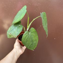 4” syngonium chiapense