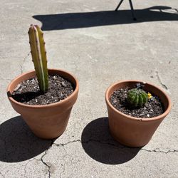 2 Cactus Plant Pots