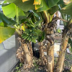 Banana Plant 34758 Poinciana