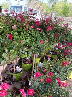 Rosas