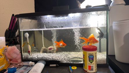 30 gal fish tank