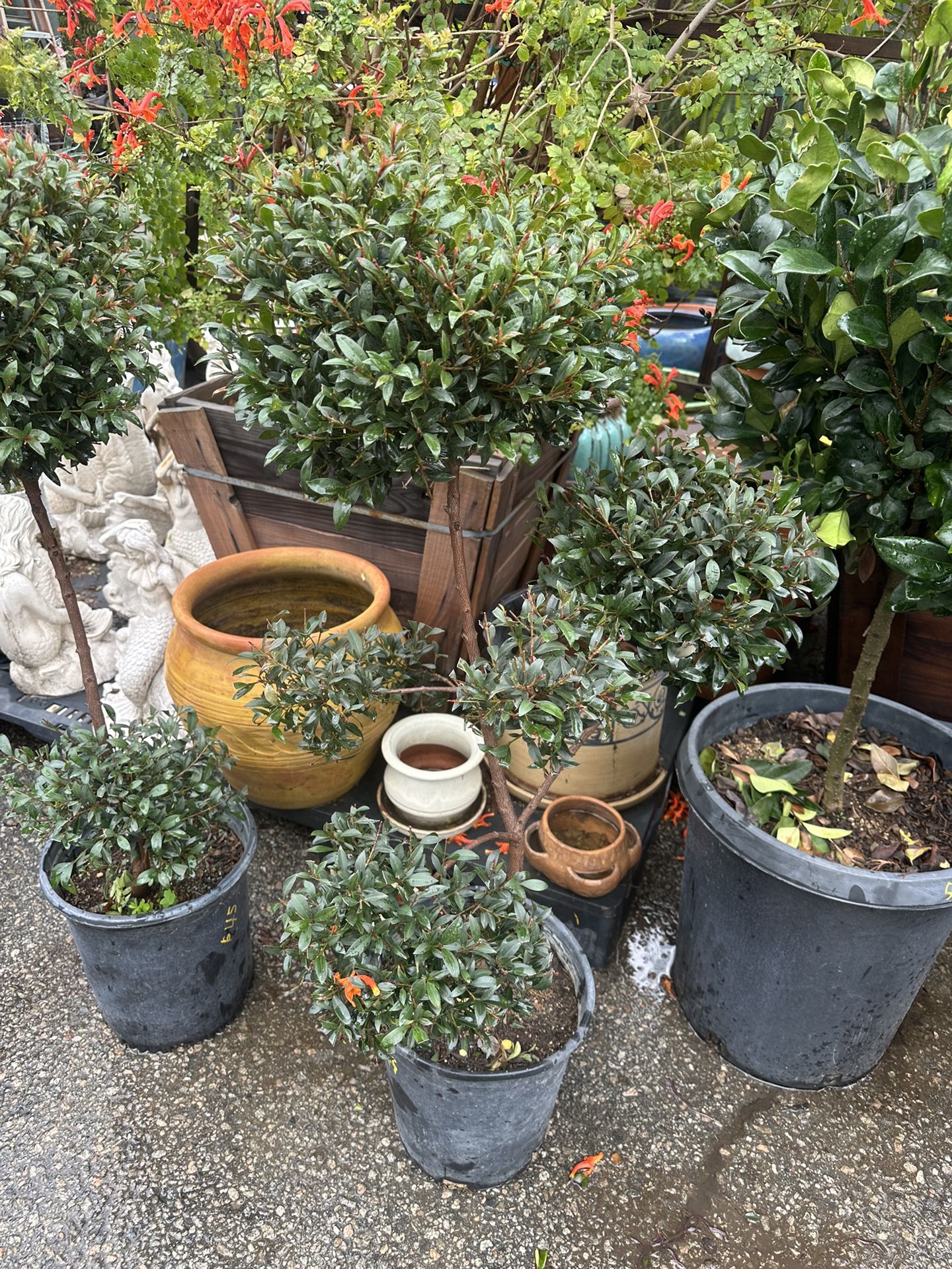 Euginia Cherry Laurel Topiary Bonsai 