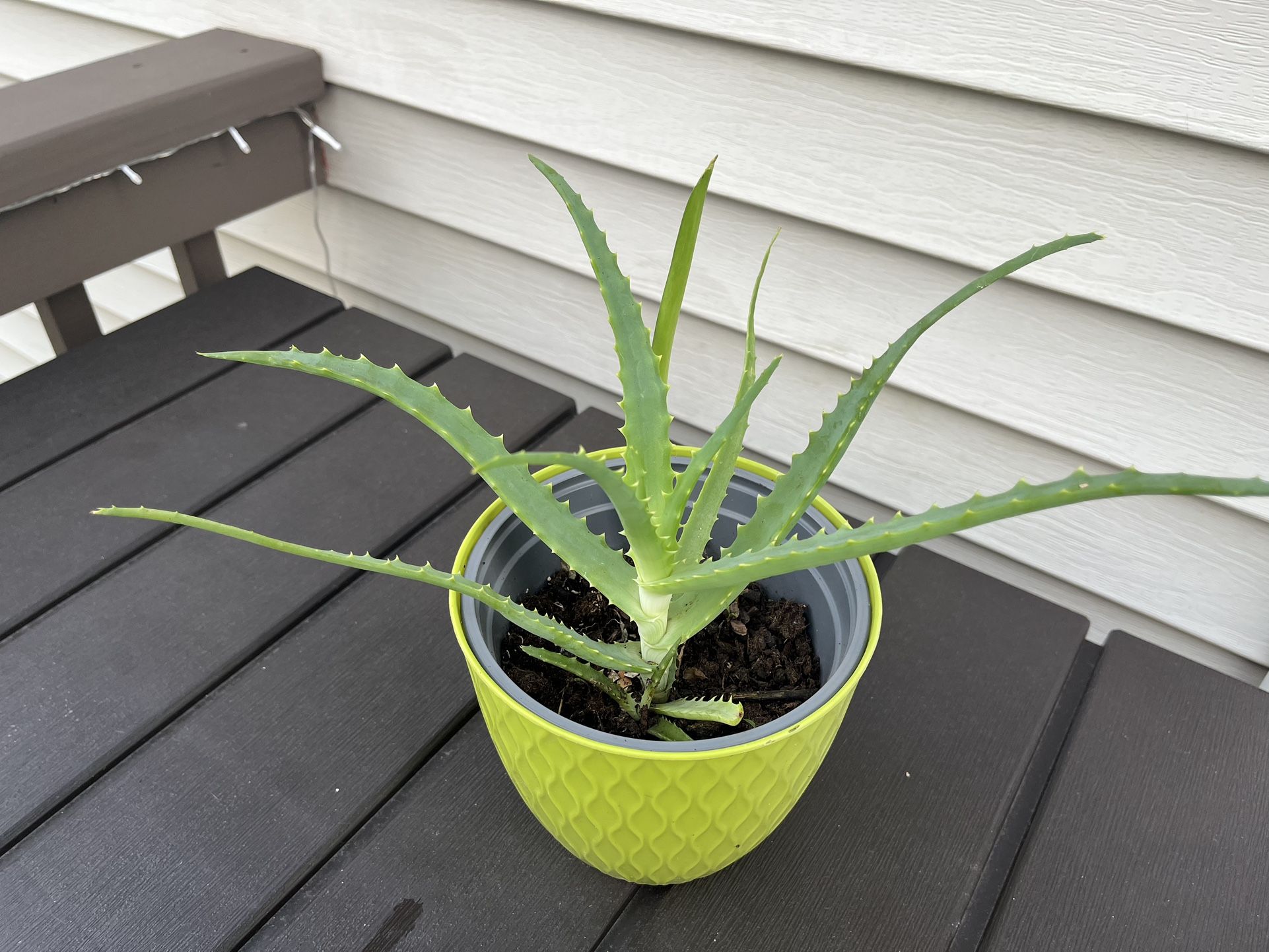 Aloe Starter Plant - Indoor Succulent Plant 