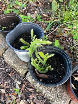 Dragon Fruit Cactus Plant in Nursery Pot