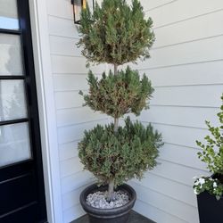 Potted Front Door Plants