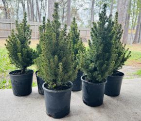 Alberta Spruce 2.5 Qt