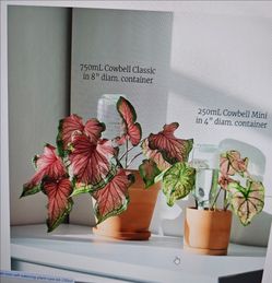 Mini Self Watering kit