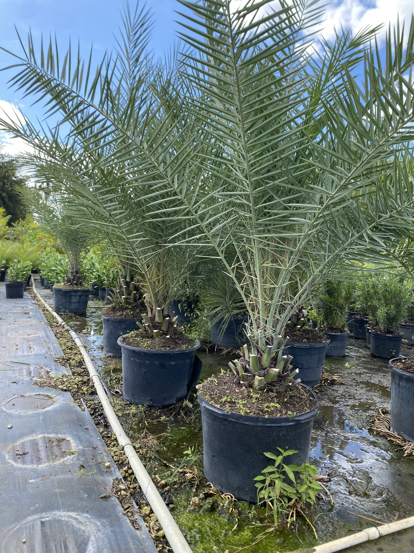Silvestre Palm