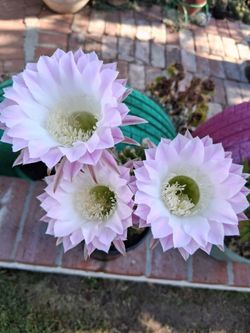 Echinopsis Cactus $10