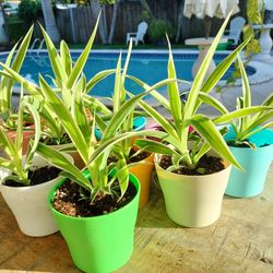 Spider Plants $4 Each Or 3 For $10