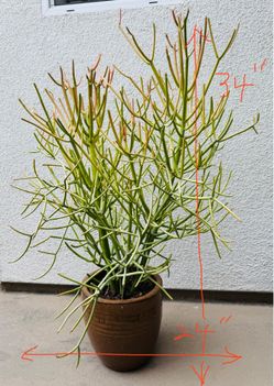 Sticks on Fire Pencil Cactus Euphorbia Tirucalli Succulent with Ceramic Pot