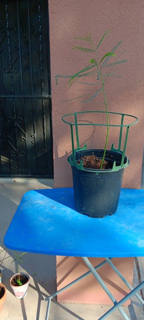 Palo Verde Tree