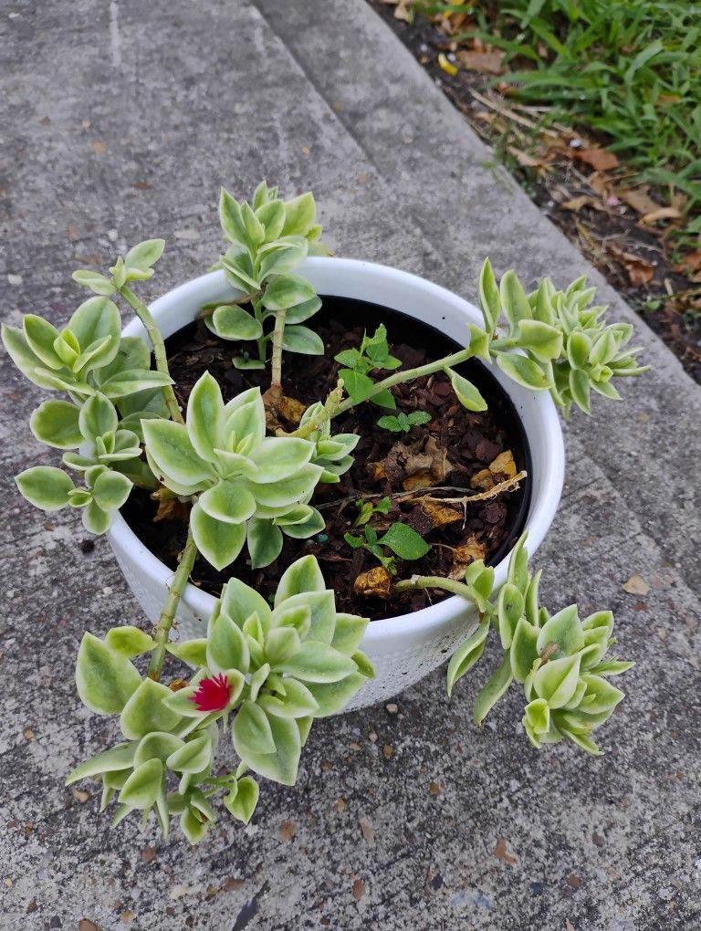 Baby Sun Roses Variegated Plant