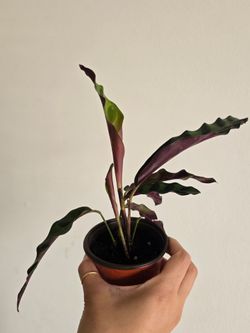 Rattlesnake prayer plant live plant