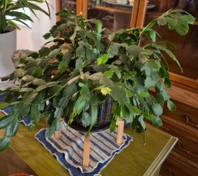 Large Thanksgiving Cactus