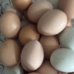 Fresh eggs
