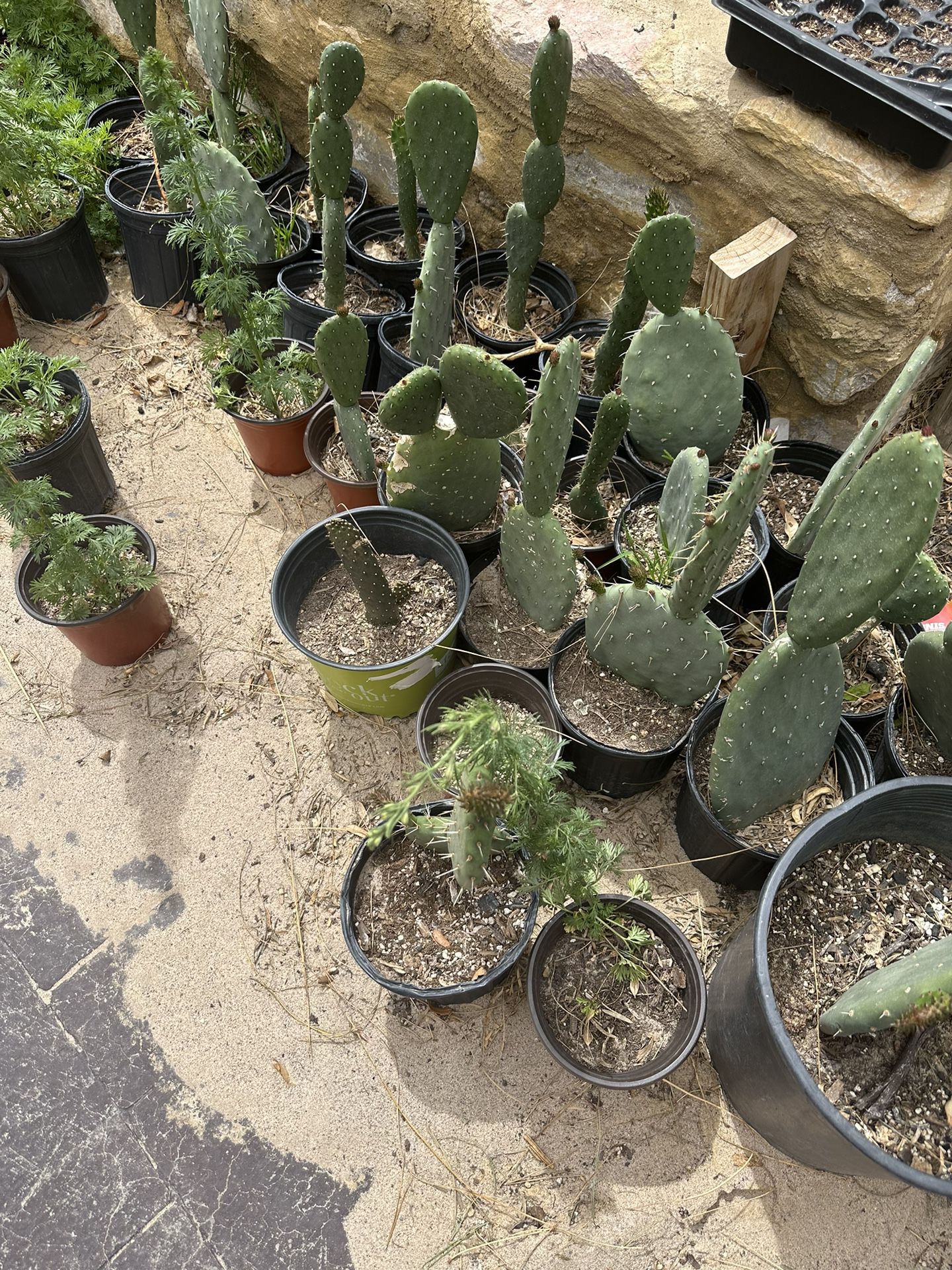 Plant Sale Desert Plants $20