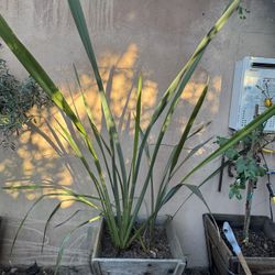 New Zealand Flax (Phormium) – ~8 ft Tall, 3 Stems – Planter Included