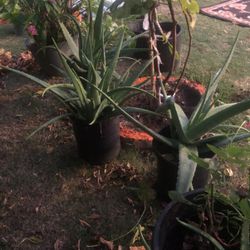 Alovera Plants 