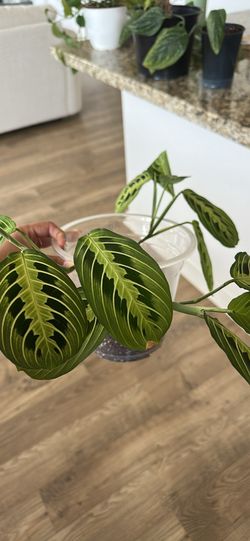 Lemon lime prayer plant