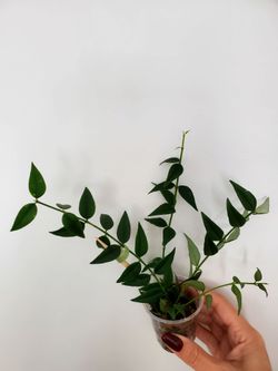 Hoya Bella