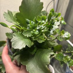 Two Indoor Plants- One Price