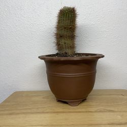 Cactus Plant In Ceramic Pot—Planter  with Cactus Plant (14”tall $10)