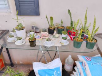 Plantas naturales