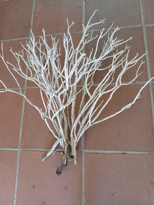 HALLOWEEN DECOR/CRAFTS/DRIED BRANCHES