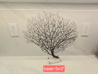Black Sea Fan Coral Specimen on Acrylic Base