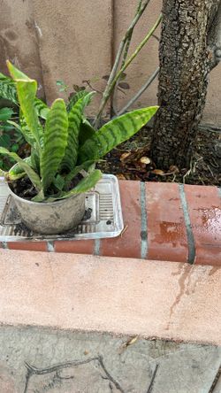 Snake plant