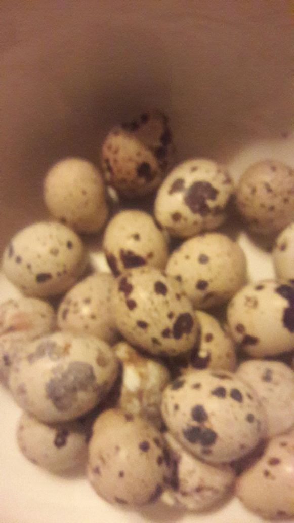 Huevo de Gordonises quail eggs 3.50 la dozena