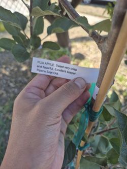 2 Apple Trees And One Peach Tree Take All 3 For 60!