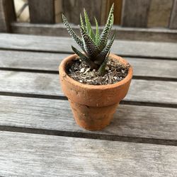 Haworthiopsis Succulent Plant Rooted The Last 3 Photos Just To Show The Beautiful Blooms It Produces With Mini Terracotta Pot