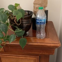 Beautiful Household Plant 🪴 And Gorgeous Vase 🏺 