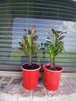 Euphorbia Trigona-rubra $10. EACH