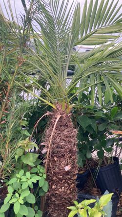 Plantas