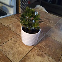 Jade Plant 