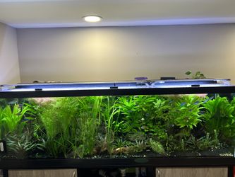 Aquatic plants