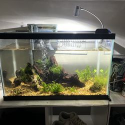 10 gal tank